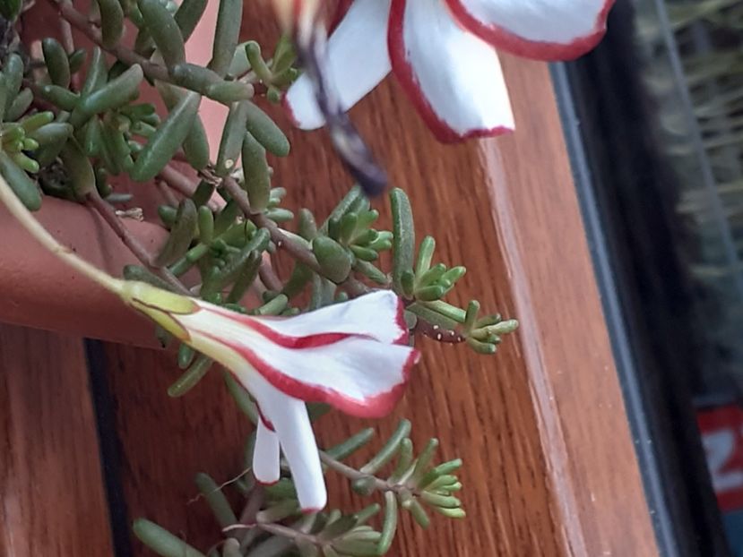  - Oxalis