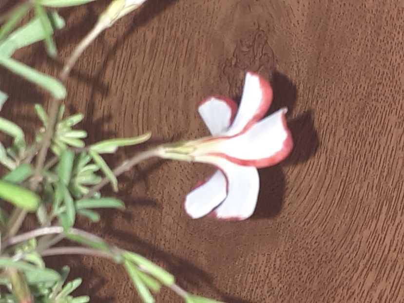  - Oxalis