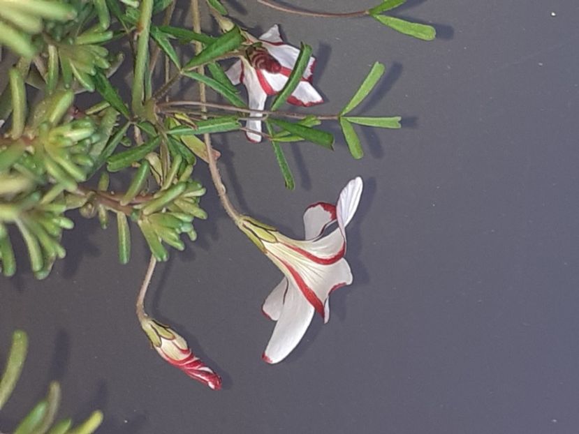  - Oxalis