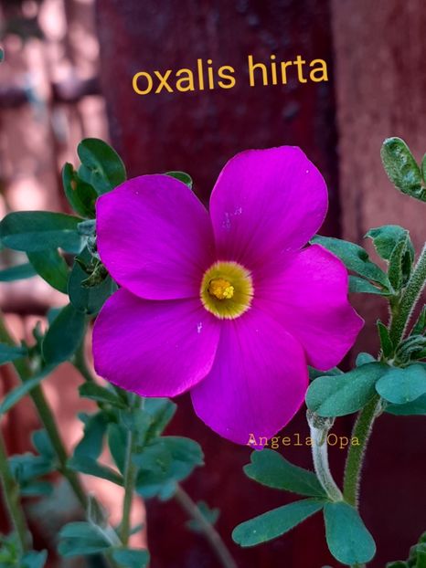  - Oxalis