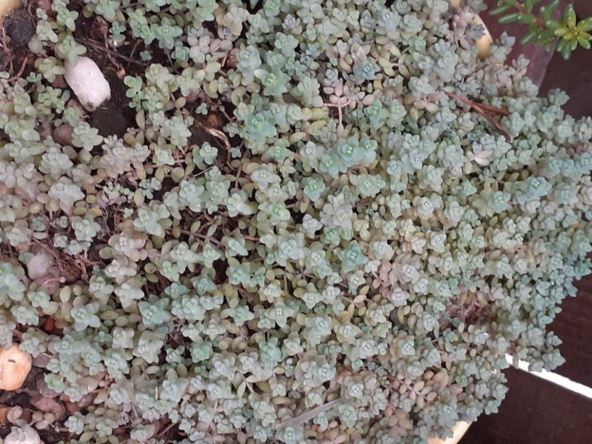  - Sedum