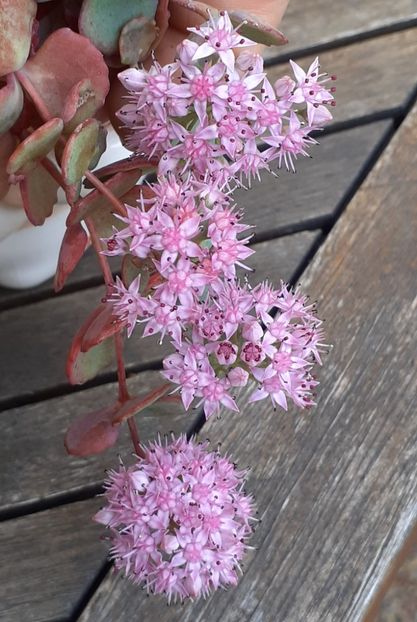 - Sedum
