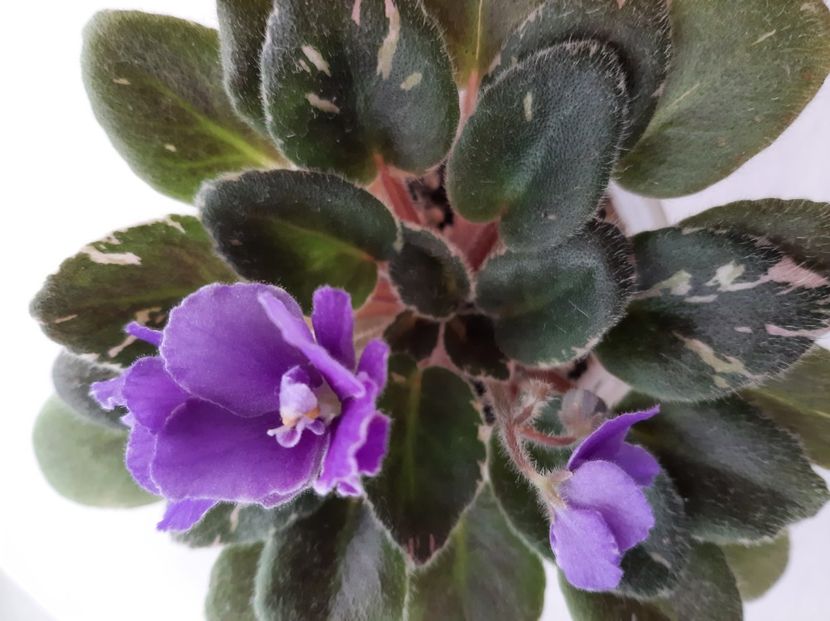 Definitely Darryl 20 planta matura inflorita(cea din imagine) - 01 Disponibile Iunie 2021