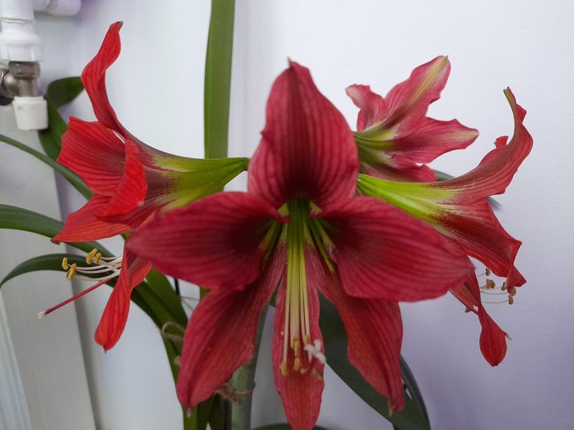  - Amaryllis Red Beauty