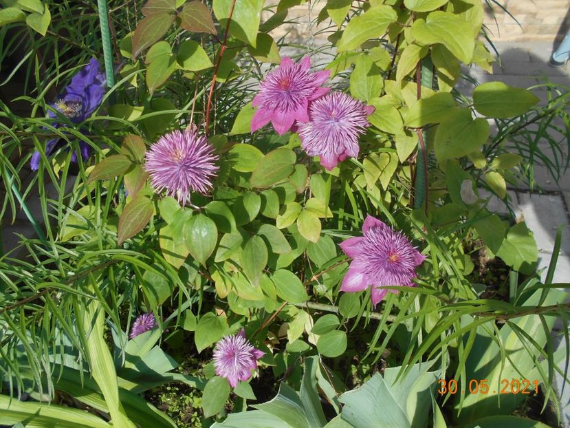  - 02 Clematite 2021