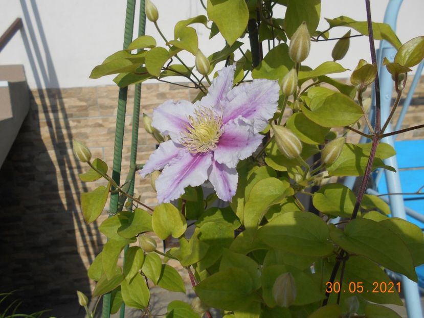  - 02 Clematite 2021