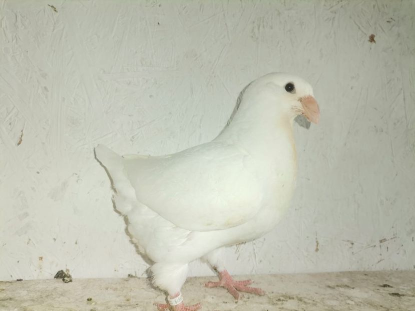 IMG-20210530-WA0010 - Pui 2021