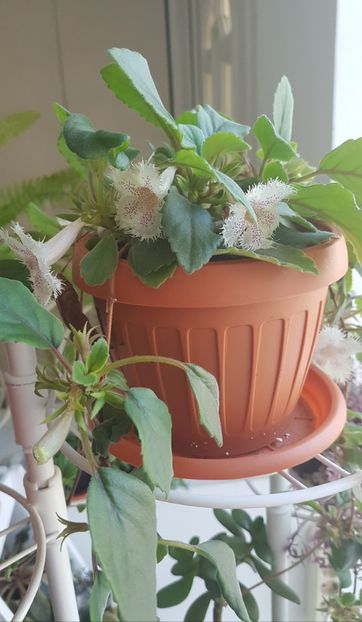  - Alte plante de interior