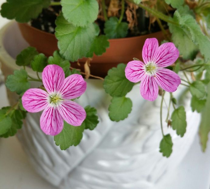 doar 2 ochisori , deocamdata - Erodium Reichardii Charm