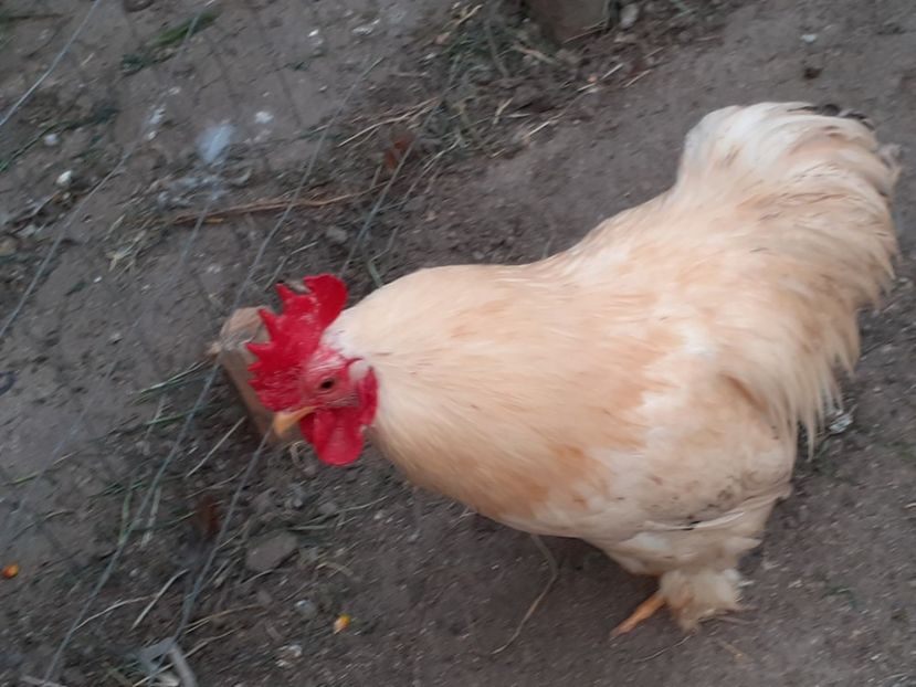  - Achizitii 2018-2019-2020-2021