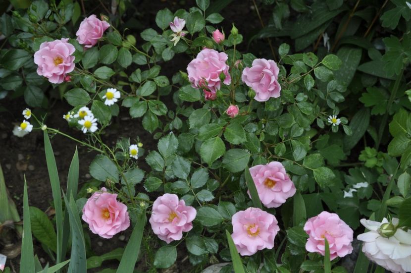 Multumesc floralia - PRIMAVARA 2021_8
