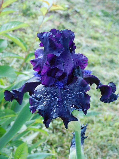 Ghost train - -Irisi 2021