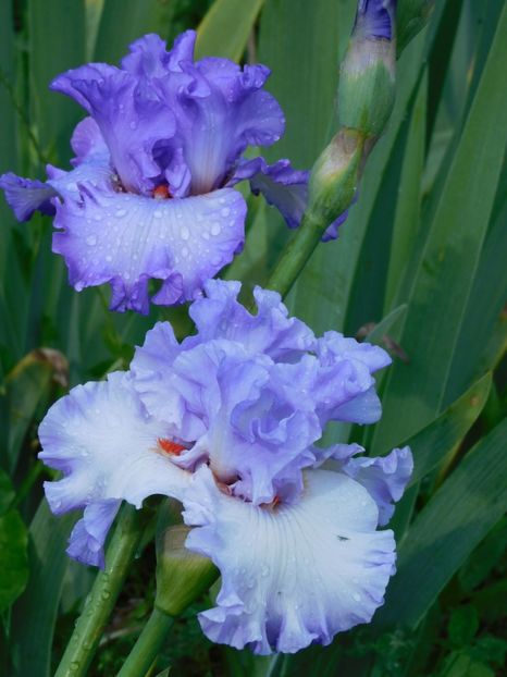 Code blue - xx Colectie irisi