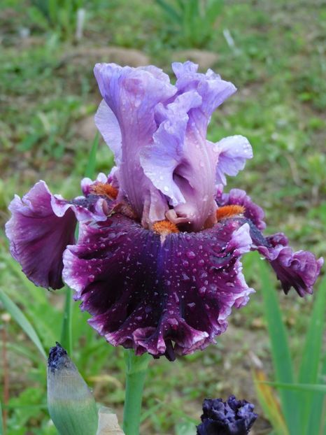 Fabric of dreams - -Irisi 2021