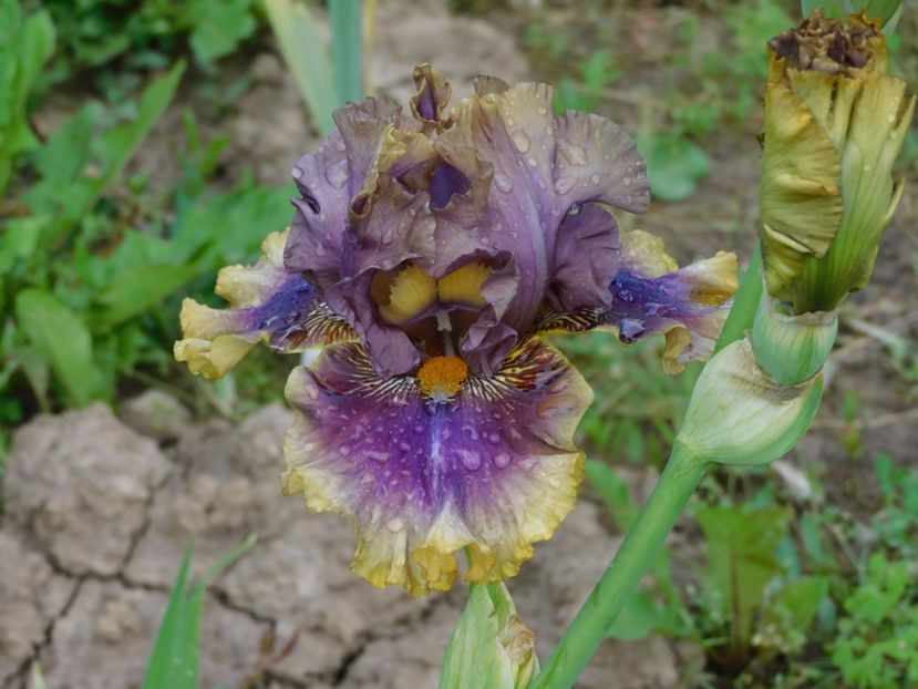 Big band - -Irisi 2021