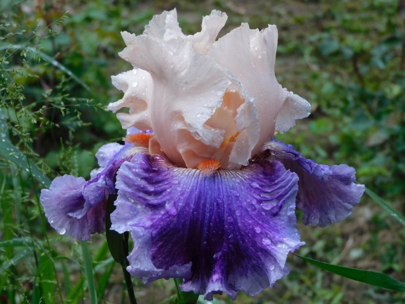 Devilicious - -Irisi 2021