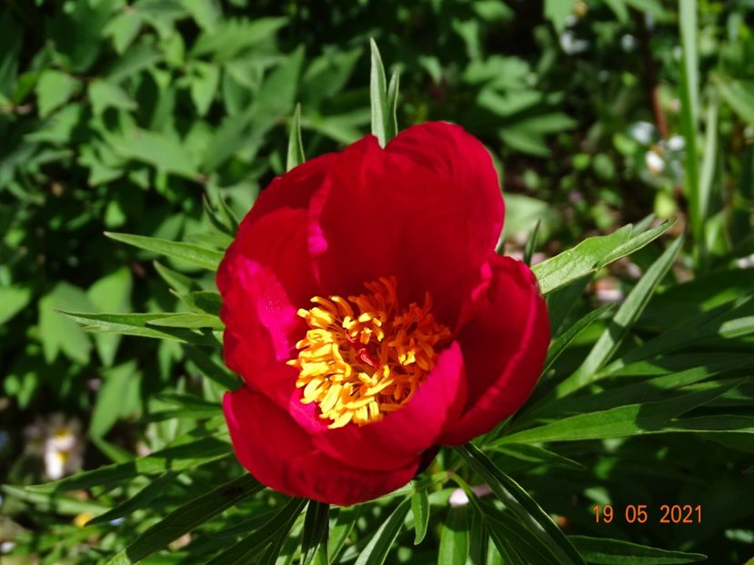 smouthii - Bujori 2021