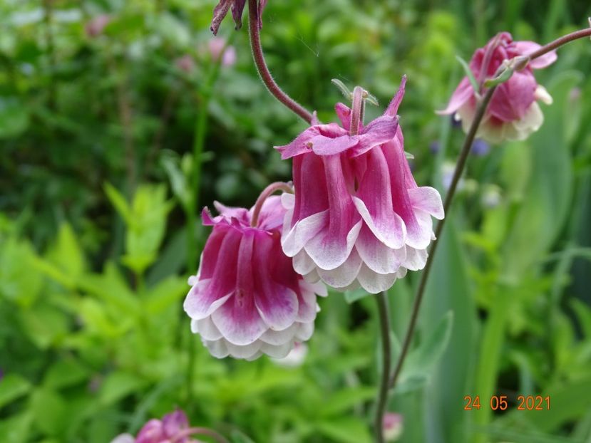  - Aquilegia 2021