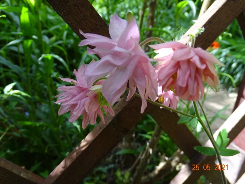  - Aquilegia 2021