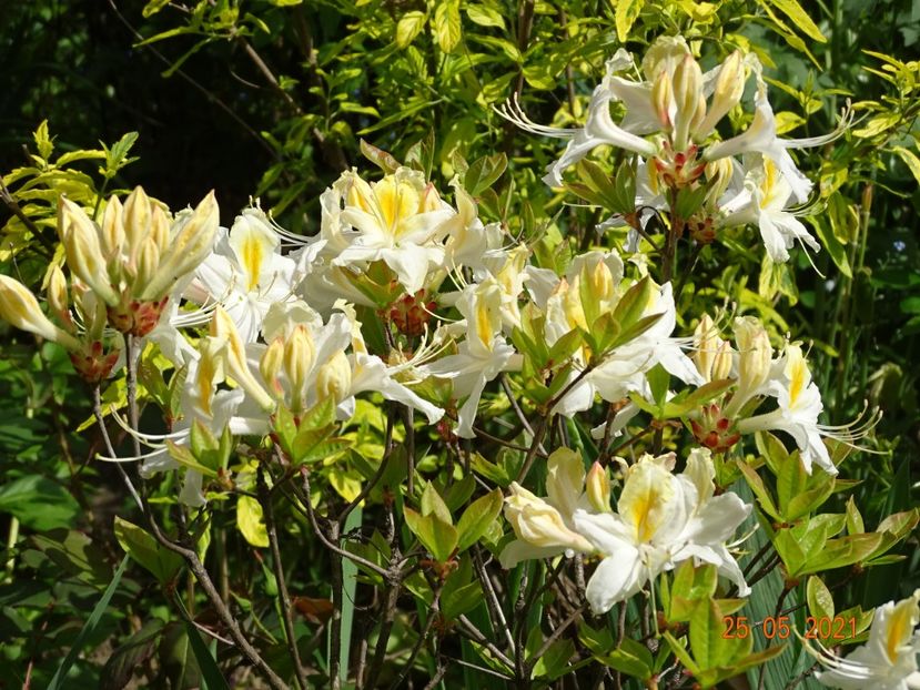  - Copacei si arbusti 2021