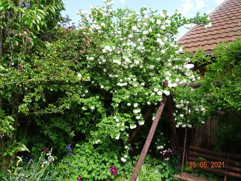  - Copacei si arbusti 2021