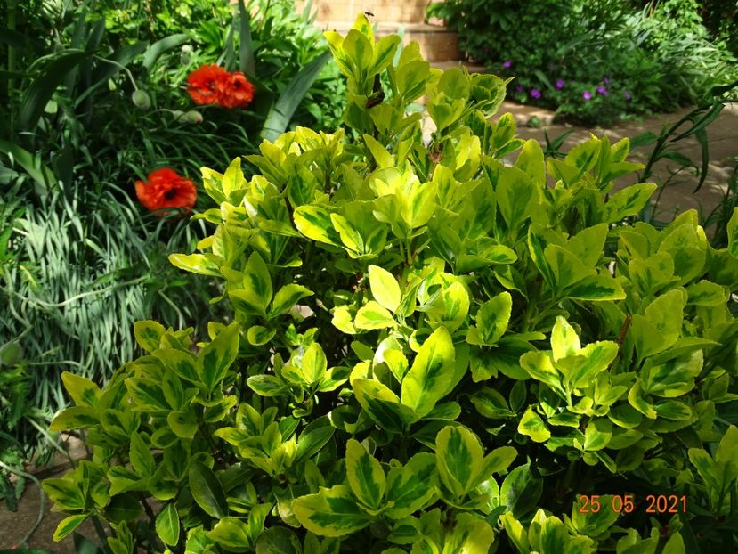  - Copacei si arbusti 2021