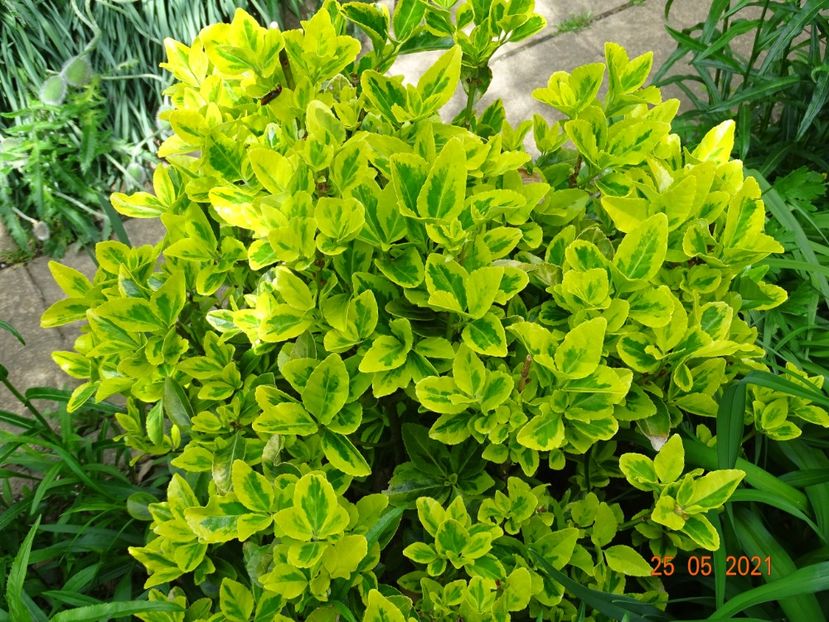  - Copacei si arbusti 2021