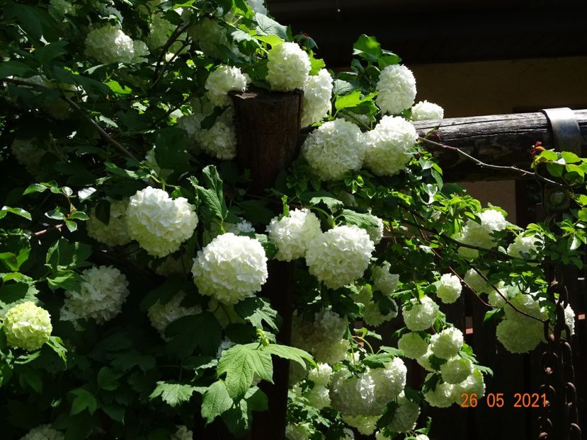  - Copacei si arbusti 2021