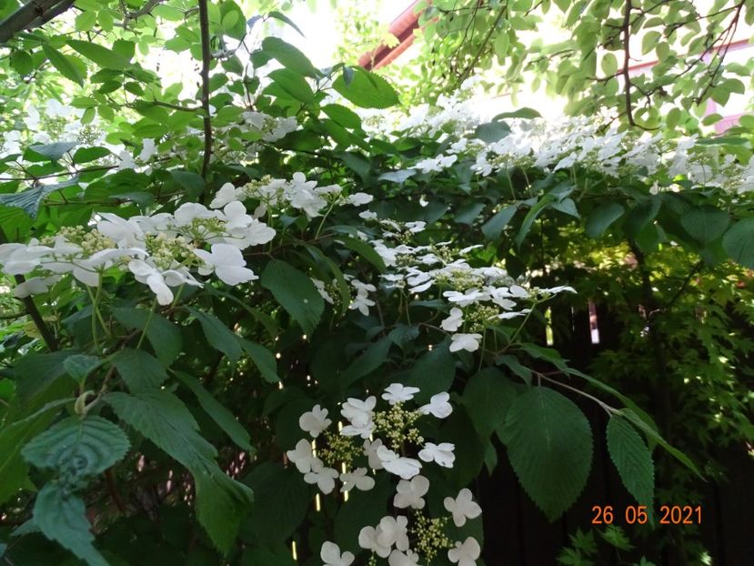  - Copacei si arbusti 2021