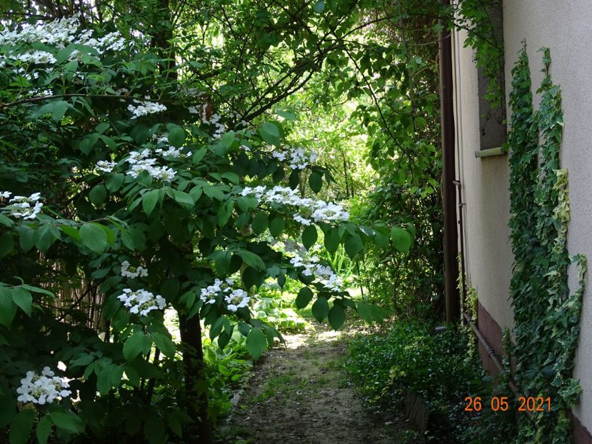  - Copacei si arbusti 2021