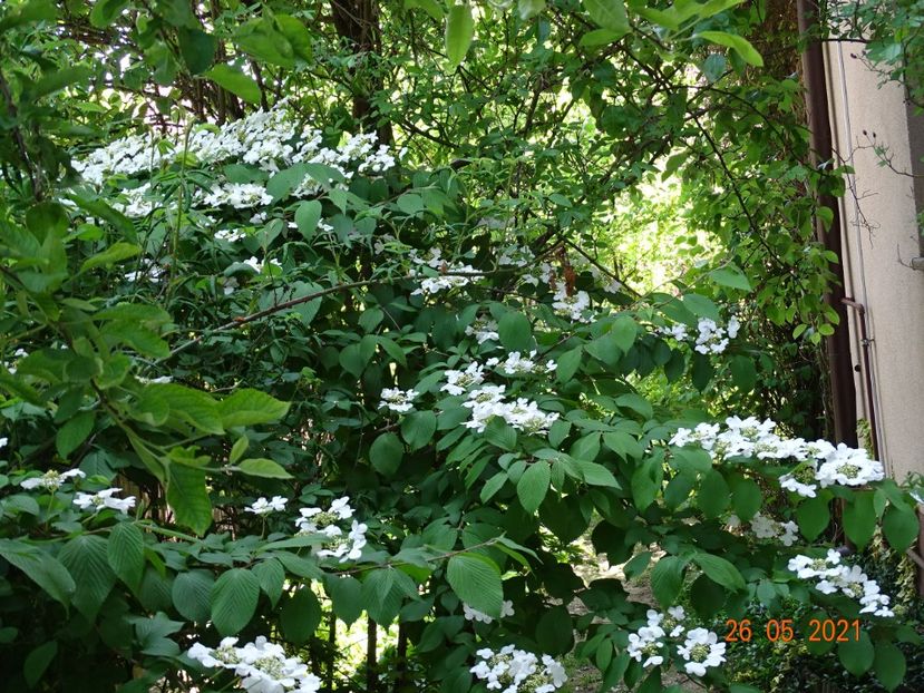  - Copacei si arbusti 2021