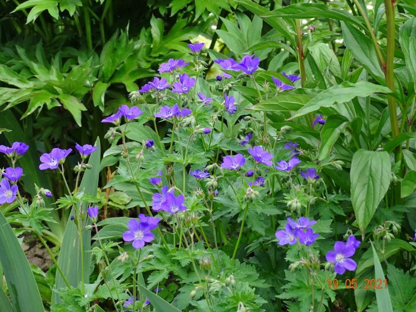  - Geranium 2021