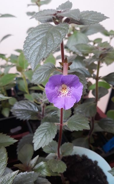  - R21 - BRID s SOMMERREGEN