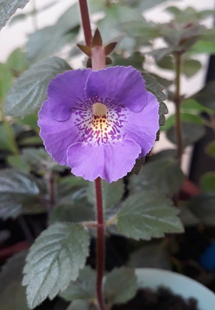  - R21 - BRID s SOMMERREGEN