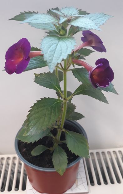  - 001 2021 - BRID s MARIA