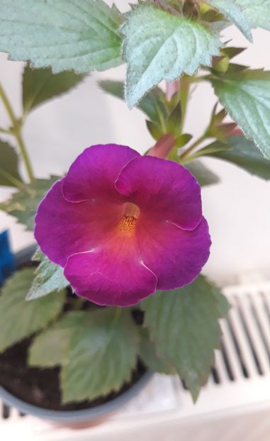  - 001 2021 - BRID s MARIA