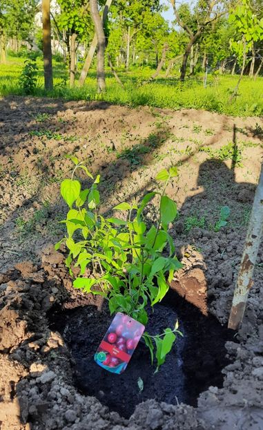 Cornus Mas 21.05.2021 - Cornus Mas