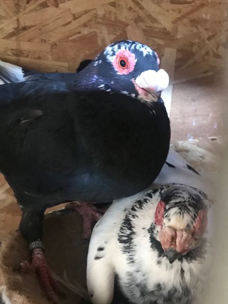 2B4B0435-2869-4277-8CD8-A33FFB333967 - Berberi2021