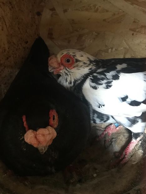 58198CCD-D4DC-498E-AAA4-20BAA8306C6C - Berberi2021