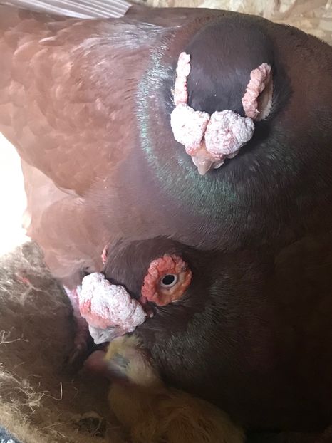 0FB8BF91-EBDE-41F6-BC44-C075A9FA1DAD - Berberi2021