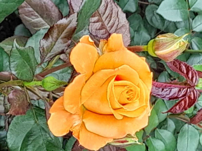 Flora Danica - 2021 trandafiri