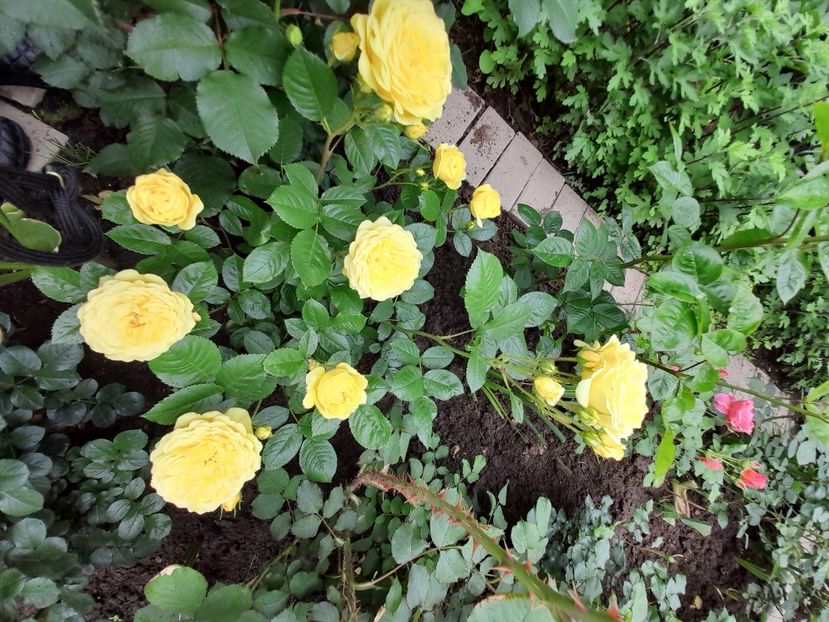 Anny - 2021 trandafiri