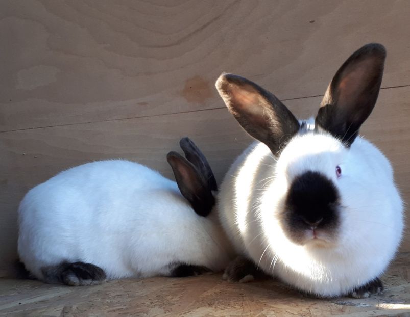 Femele 7 luni - DE VANZARE -2023