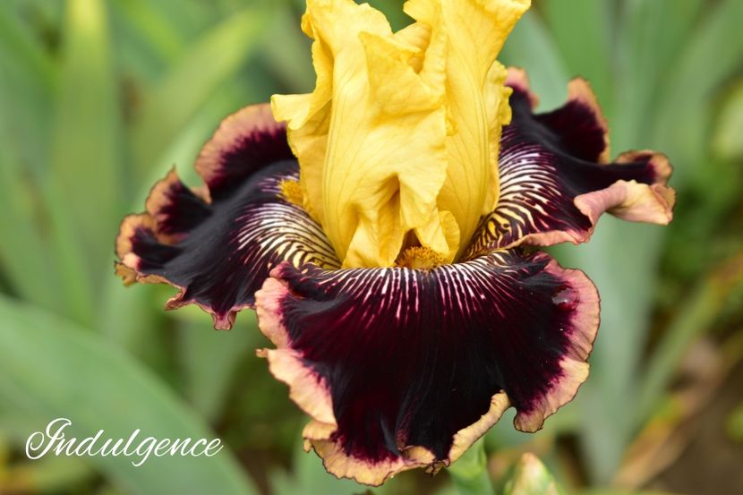 AddText_05-31-02.27.15 - Iriși 2021