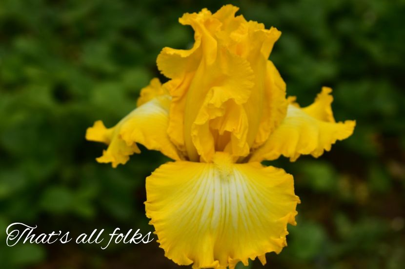 AddText_05-31-02.26.05 - Iriși 2021