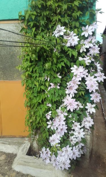 31 05 2021 - Nelly Moser