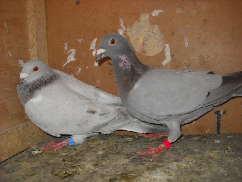 6 - UNDEVA IN SUCEAVA arhiva