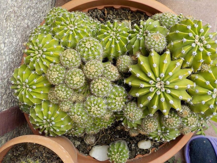  - echinopsis oxygona