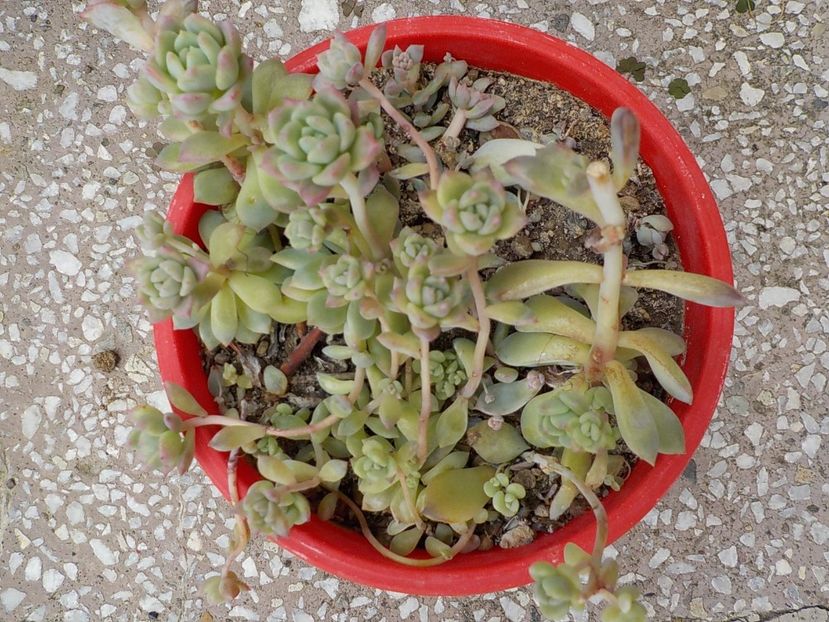  - echeveria prolifera 2019