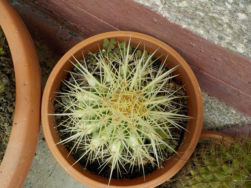  - Genul Notocactus